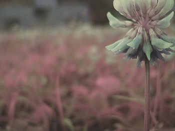 Standing Alone, pink, flower, clover, green, weed HD wallpaper