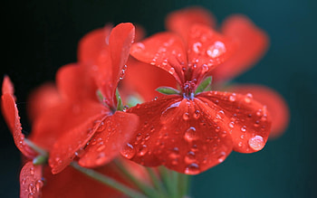 Water, Drops, Flower, Macro, Geranium, Pelargonium HD wallpaper