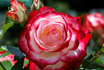Rose, White, Flower, Petals, Red HD wallpaper