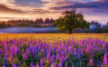 Lupine Sunset, blossoms, trees, clouds, colors, landscape, sky HD wallpaper
