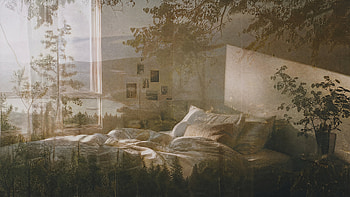 Sunlit Sanctuary — Bedroom & Forest, Pillow, Plant, Sunlight HD wallpaper