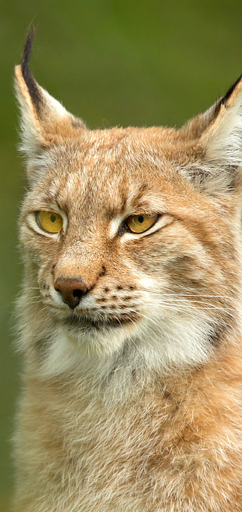 Regal Lynx — , Animal, lynx HD phone wallpaper