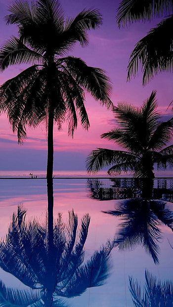 Palm Tree, Aesthetic palm tree , Exquisite visuals, Perfect for use HD phone wallpaper