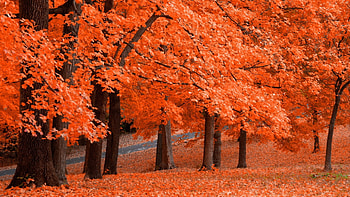 Autumn Bronze, orange, Autumn, Trees, Fall HD wallpaper