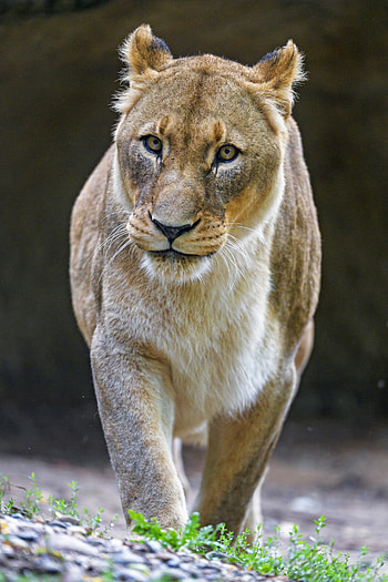 Animals, Predator, Big Cat, Sight, Opinion, Lioness, Gait HD phone wallpaper