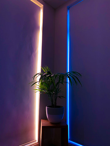 Plant, Miscellanea, Miscellaneous, Neon, Illumination, Backlight, Pot, Decorative HD phone wallpaper