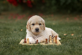 ღ, Golden Retrieve, Dog, Chess, Puppy HD wallpaper