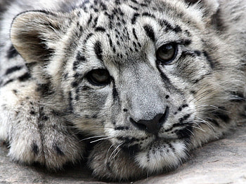 Animals, Snow Leopard HD wallpaper