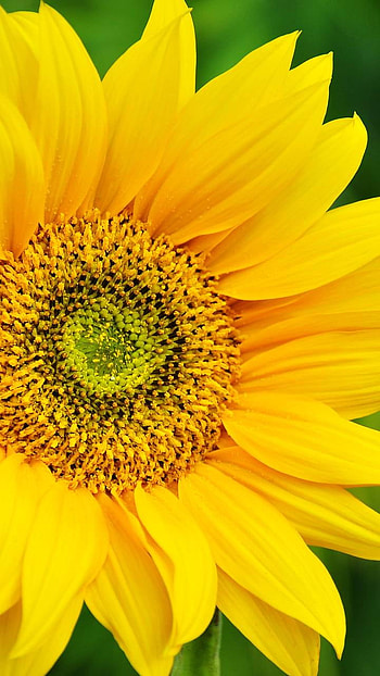 flower, earth, nature, sunflower HD phone wallpaper