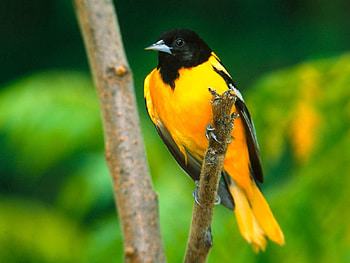 Animals, Bird, Beautiful, Branch, Color HD wallpaper