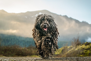 Bergamasco, Pet graphy, Portland, Bend Oregon HD wallpaper