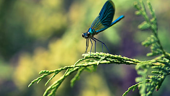 Animated dragonfly , Best dragonfly, Beautiful graphy HD wallpaper