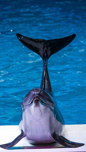 Wholphin, Dolphins HD phone wallpaper