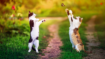 Catch it, animal, cat, kitty, Catch HD wallpaper
