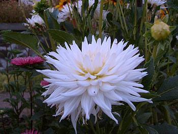 white beauty, white, nature, , flower HD wallpaper