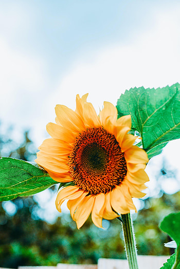 Flowers, Leaves, Flower, Petals, Bee, Sunflower HD phone wallpaper