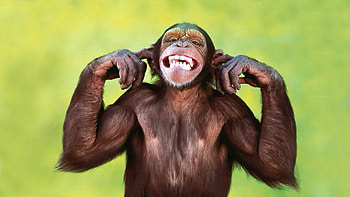 Funny Monkey - Choice : Choice HD wallpaper