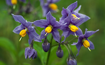 Potato Flowers, nature, flowers, potato, macro HD wallpaper