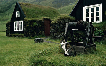 grey and white tabby, cat by a cottage HD wallpaper