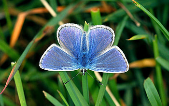 Grass, Leaves, Macro, Butterfly, Wings, Small HD wallpaper