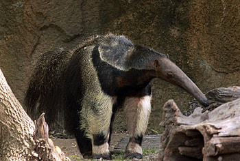 Anteater, Wikimedia commons, Anteater , Giant anteater HD wallpaper