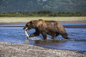 Grizzly Bear, Fascinating facts, G Adventures, Bear behavior HD wallpaper