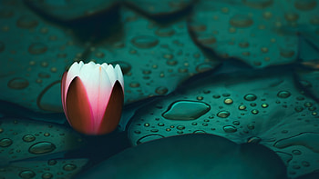 Nature, water lily HD wallpaper