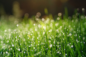 Drops, green grass, dew, bokeh HD wallpaper