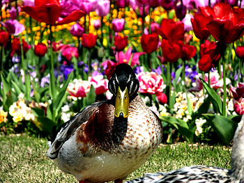 Duck and flowers, garden flower, grass, duck, nature HD wallpaper