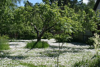 Snow in my garden, summer, white, snow, garden, Nature, flowers HD wallpaper
