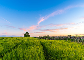 Nature, Grass, Sky, Summer, Wood, Tree, Field HD wallpaper
