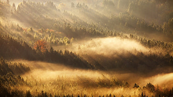 Fog Covered Trees Forest Nature Background Nature HD wallpaper
