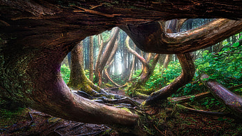 A twisted tree in Vancouver Island, trees, roots, canada, forest HD wallpaper
