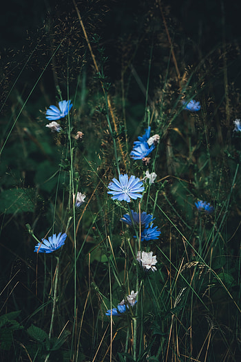 Flowers, Grass, Bloom, Flowering, Chicory HD phone wallpaper