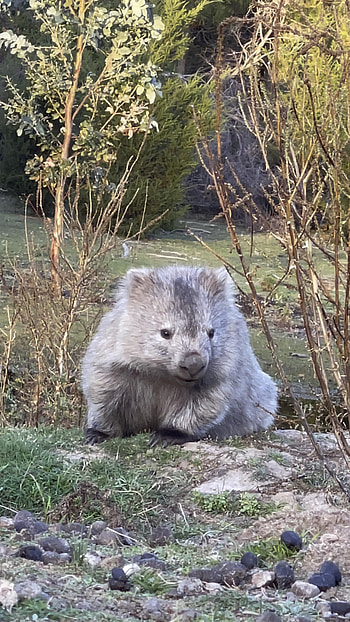 Baby, Wombats HD phone wallpaper