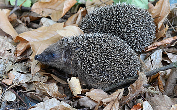 Hedgehogs, two, leaves, animals HD wallpaper