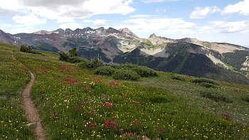 wild flowers, fun, cool, nature, mountain HD wallpaper