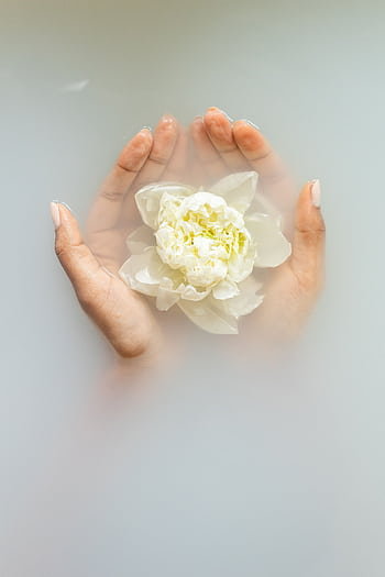 Gentle hands cradle a white flower in soft, milky water, evoking serenity and care. HD phone wallpaper