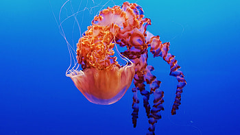 jellyfish, Vibrant backgrounds, Marine wonders, Underwater magic HD wallpaper