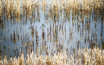 Nature, Water, Stems HD wallpaper