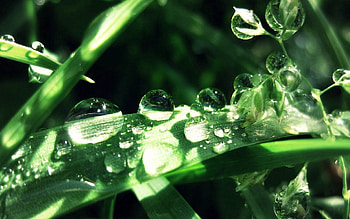 Grass, Leaves, Drops, Macro, Dew HD wallpaper