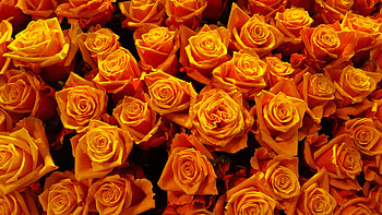 Flowers, Roses, Petals, Buds HD wallpaper