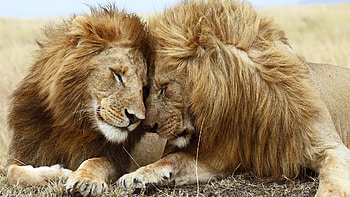 Animals, Lions HD wallpaper