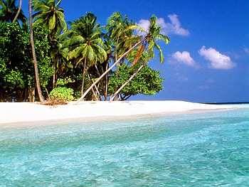 Landscape, Sea, Beach, Palms HD wallpaper