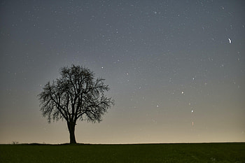 Nature, Wood, Tree, Starry Sky, Evening HD wallpaper
