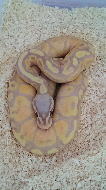 Python, Banana pastel, Het axanthic, Royal ball python HD phone wallpaper