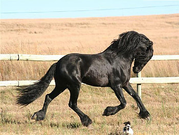 Erwin the Top Friesian, dog, rounded head, friesian, erwin, top friesian, friesian stallion, top, magnificent, stallion, perdeprag HD wallpaper