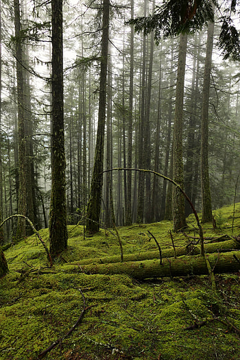 Nature, Trees, Forest, Fog, Moss HD phone wallpaper