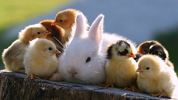 Chickens, Bunnies HD wallpaper