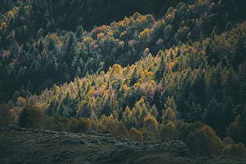 Nature, Trees, Coniferous, Forest, Hill HD wallpaper